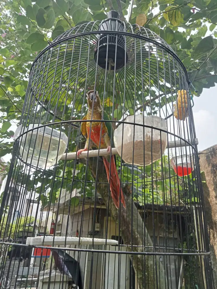 Love bird sunconure mandiri jinak free flight rawatan mudah
