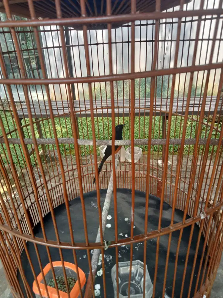 Murai medan Ternak ring gacor full shet garansi materi