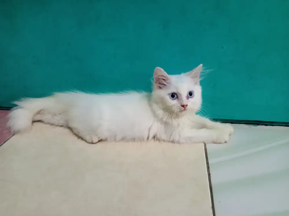 kitten persia putih