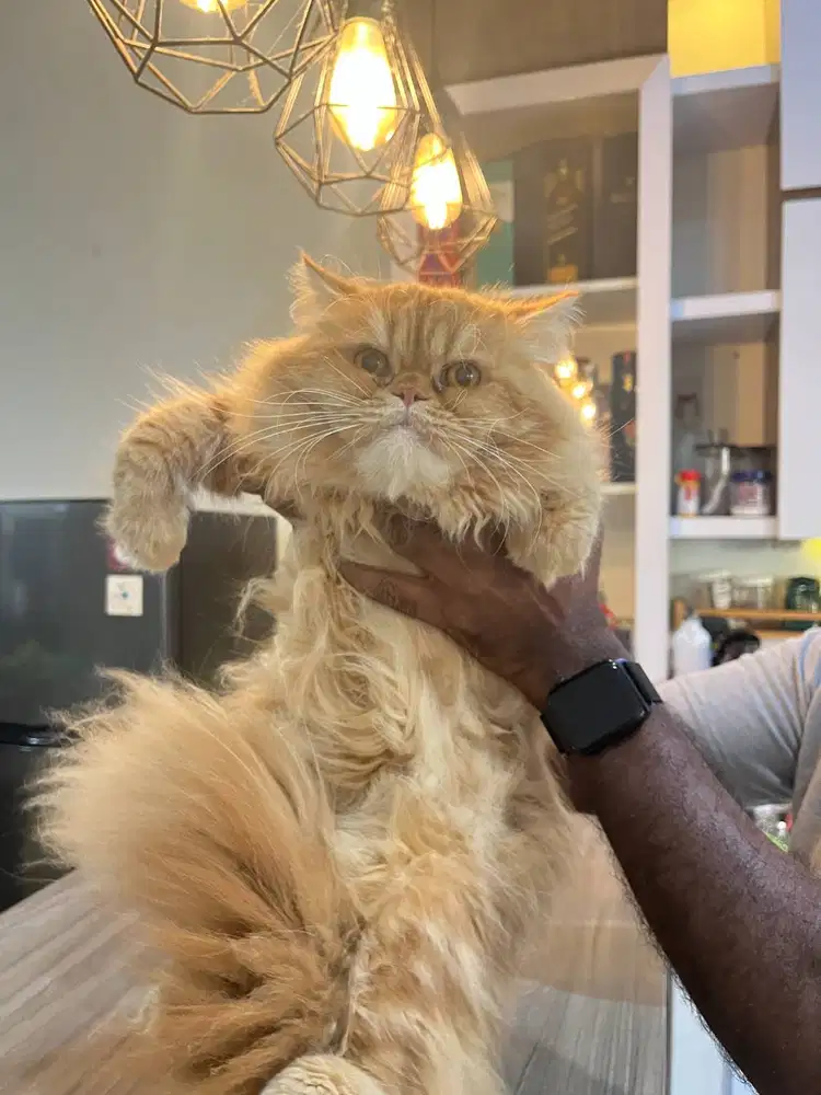 Kucing Jantan Persia Peaknose