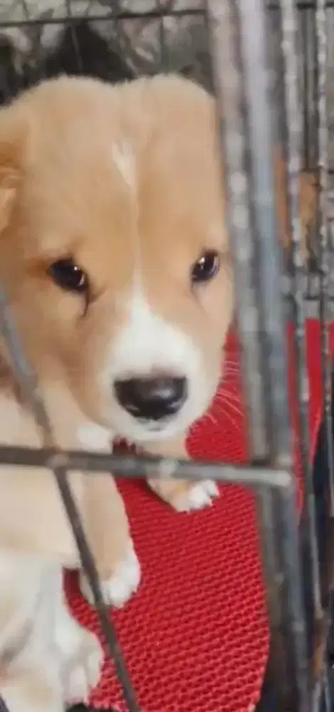 Anak Anjing Lucu