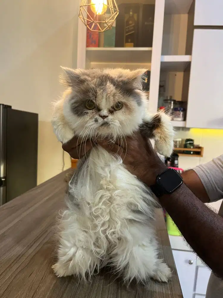 Kucing Betina Persia Pesek