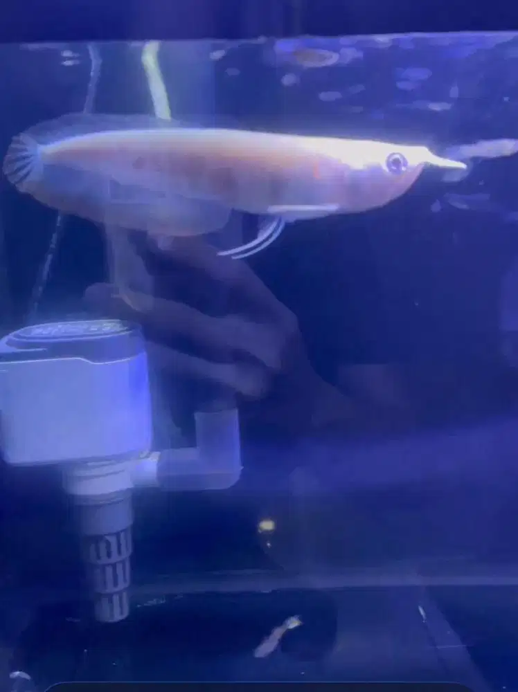 arwana silver albino