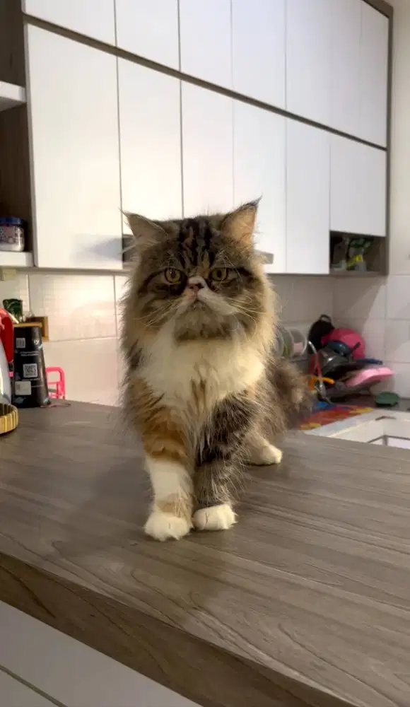 Kucing Betina Persia Pesek