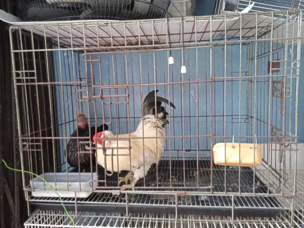 Kandang kucing lipat ukuran 76x48 besi tebal pintu dua