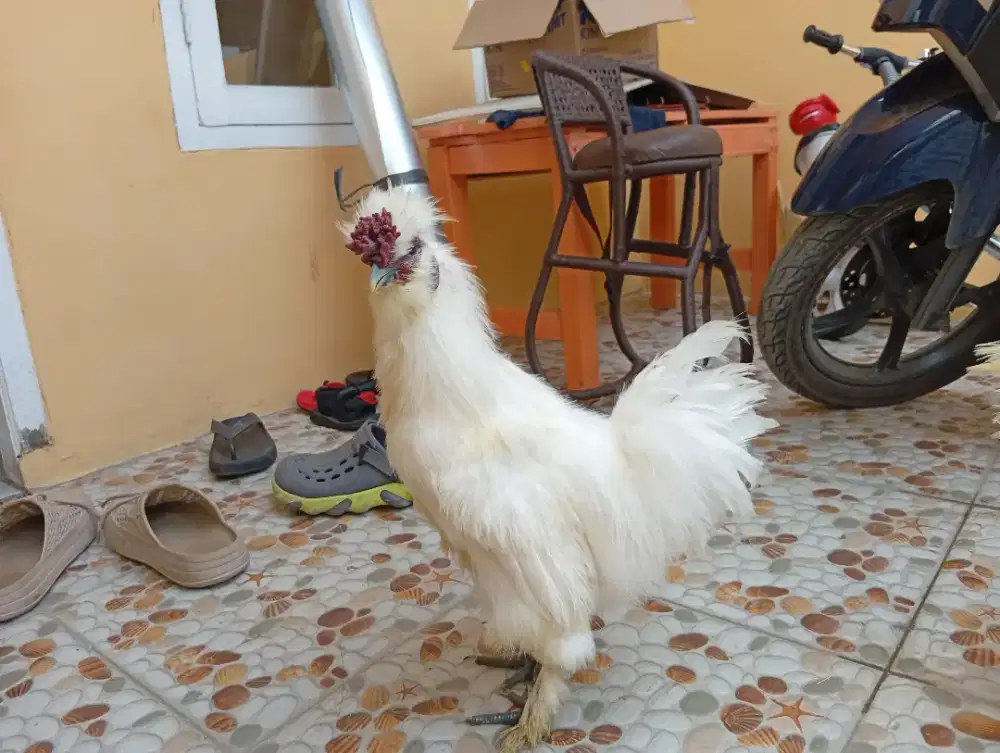 Ayam Hias Kapas / silkie 2 pejantan gratis Kandang