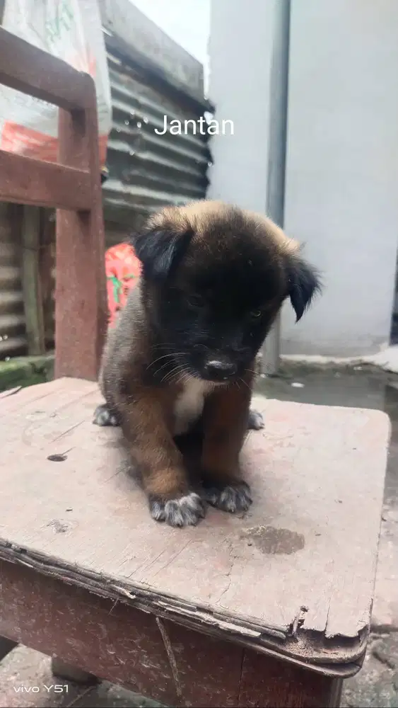 Jual anak anjing sehat perkawinan silang