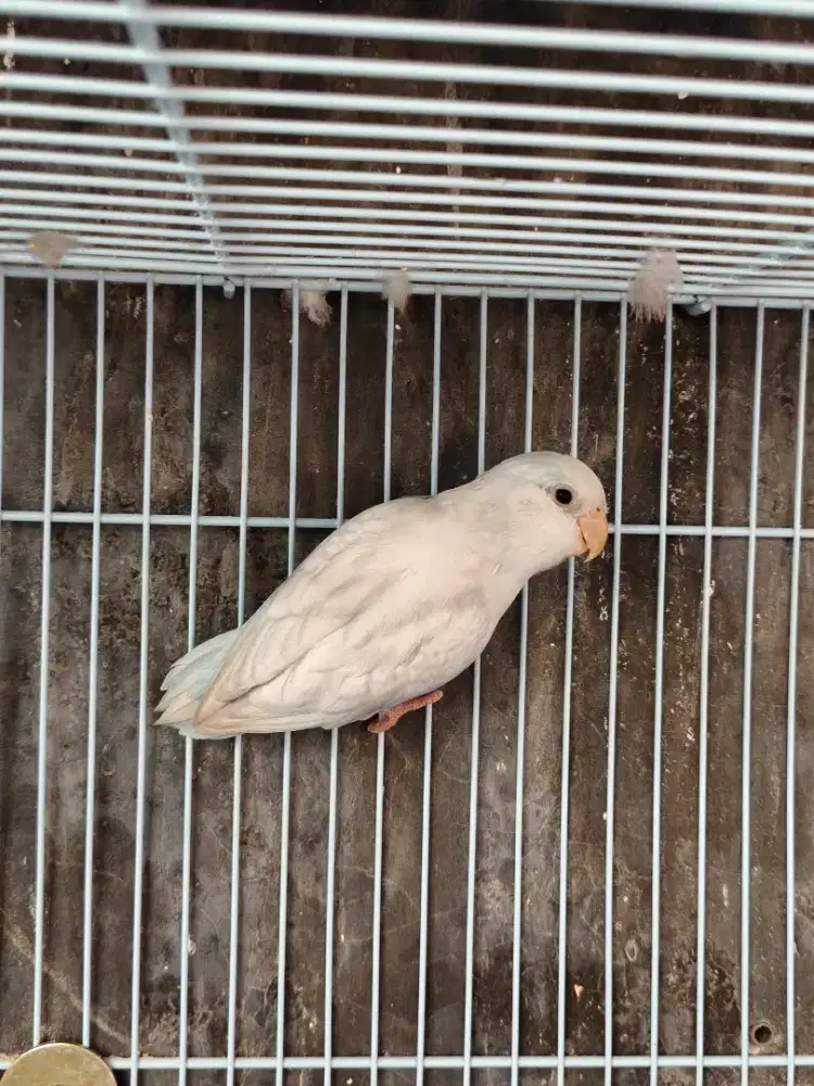 Burung Parrotlet porfus