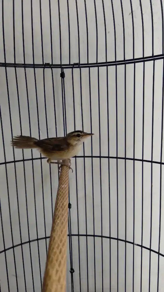 Burung Kerbas Alis Hitam / Sincan