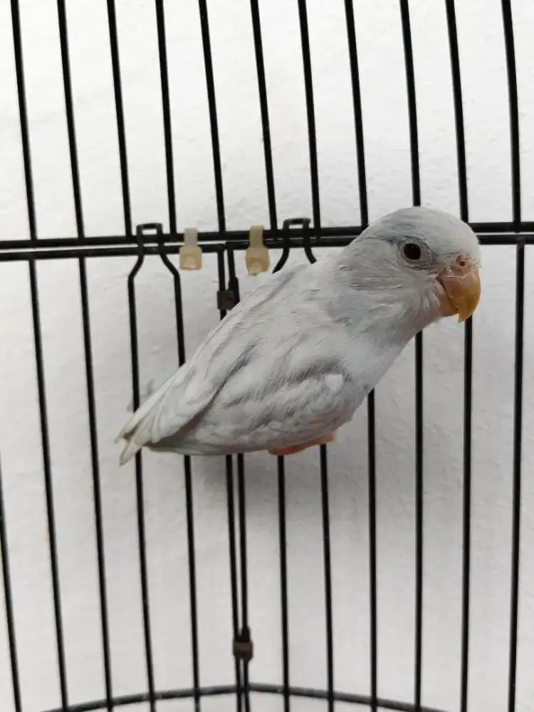 Burung Parrotlet Porfus American White