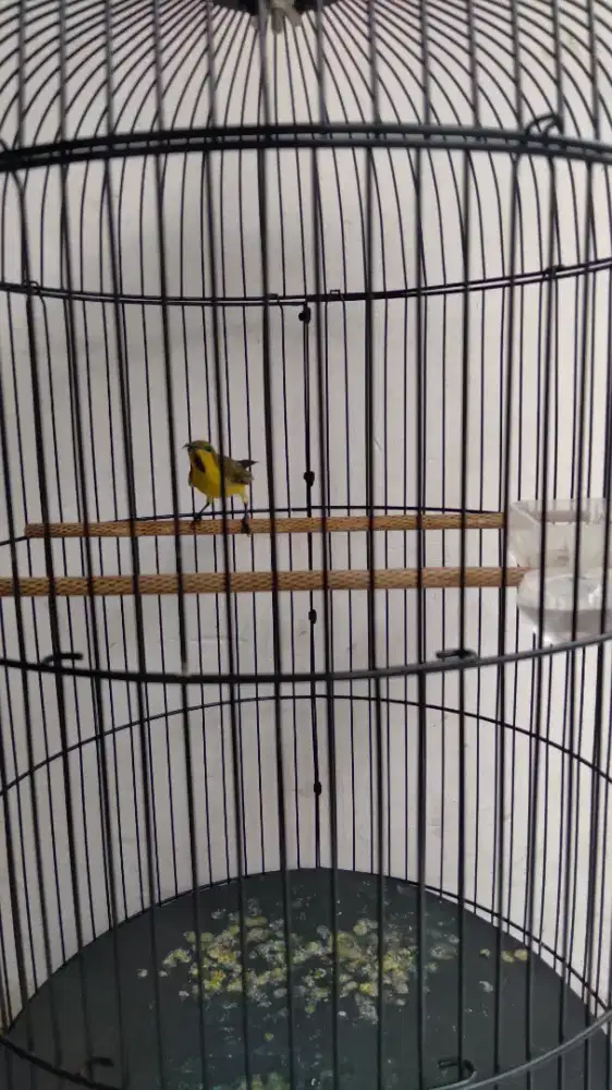 Burung Kolibri SG Trotol