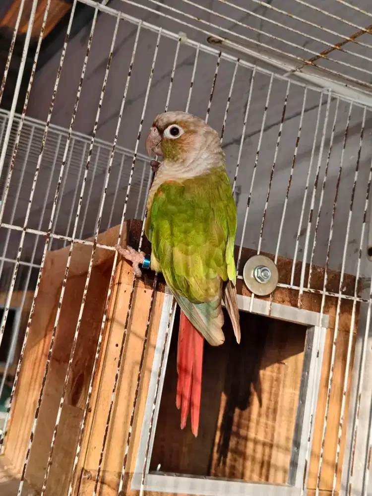 Burung Cinamon Conure Jantan