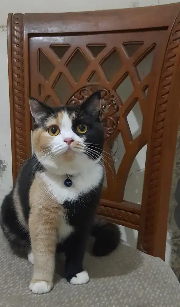 Lepas Adopt Kucing