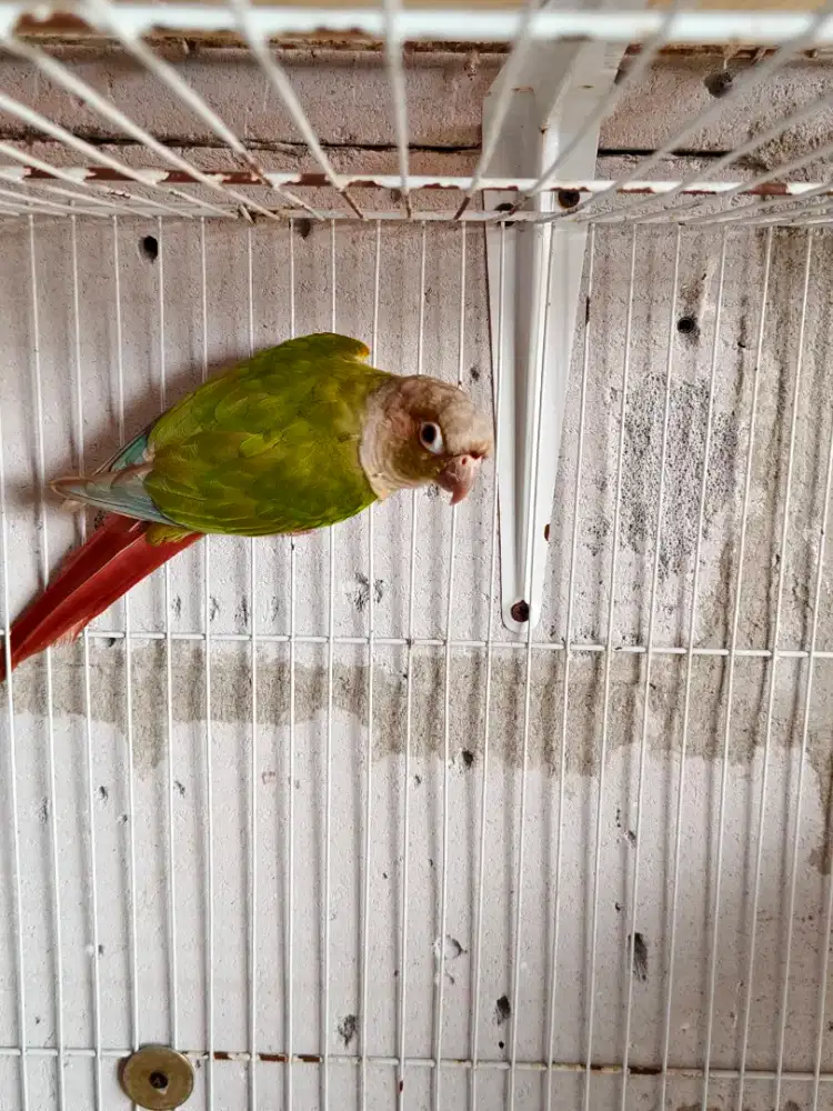 Burung cinamon conure jantan dud