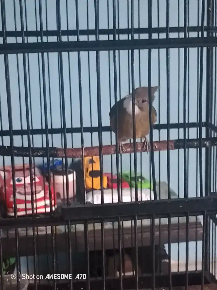 Burung C jenggot Gacor