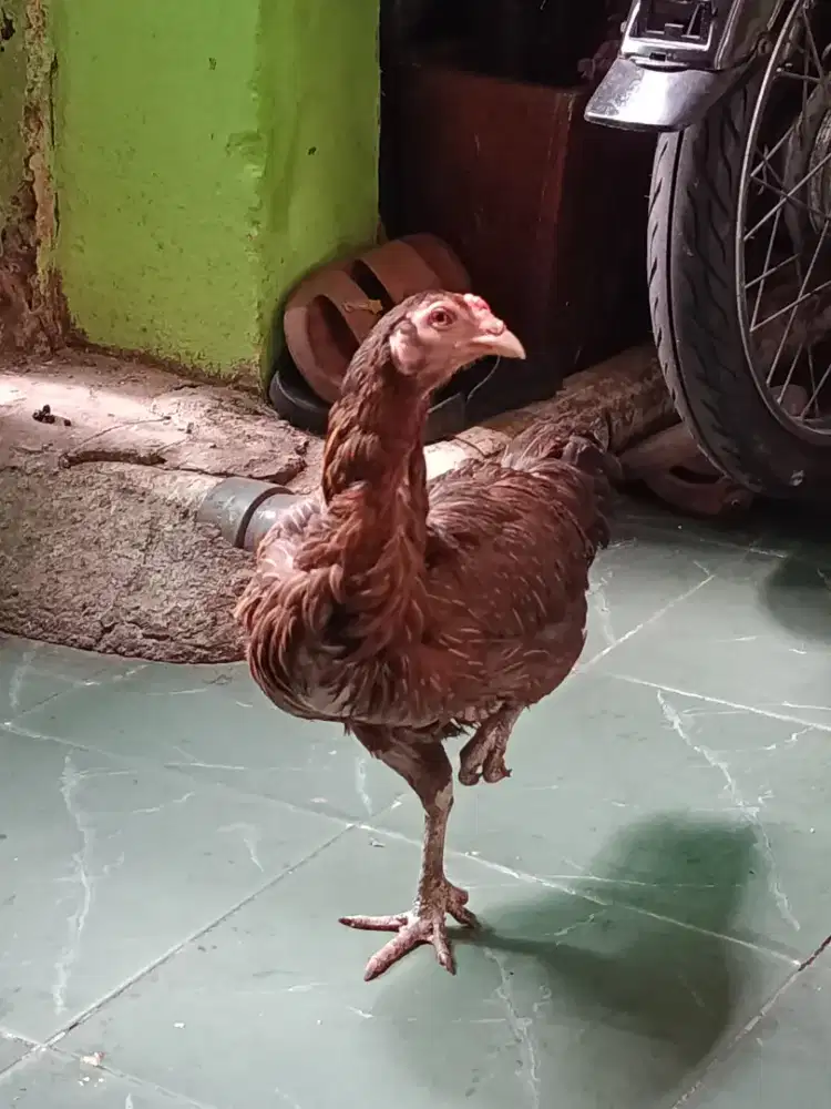 Ayam Birma Betina Telur Biru