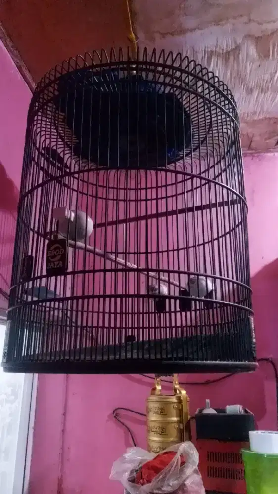 Kandang murai ebod