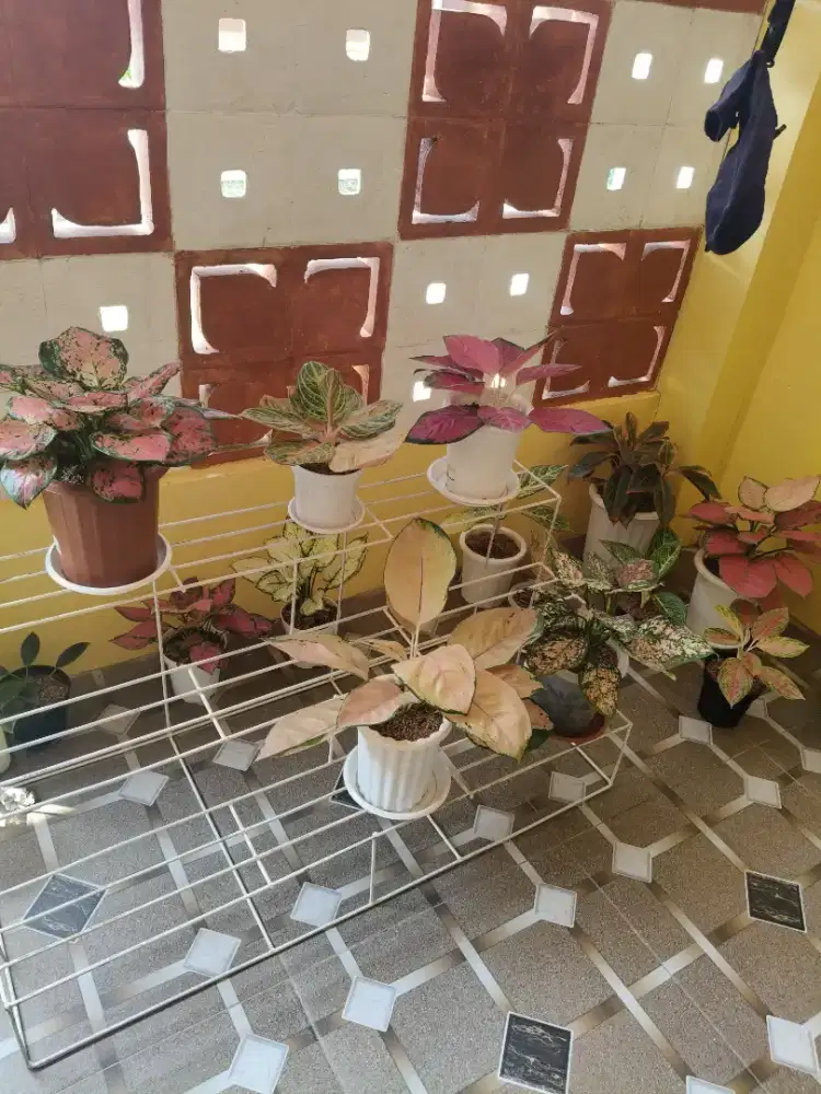 Rak bunga tanaman