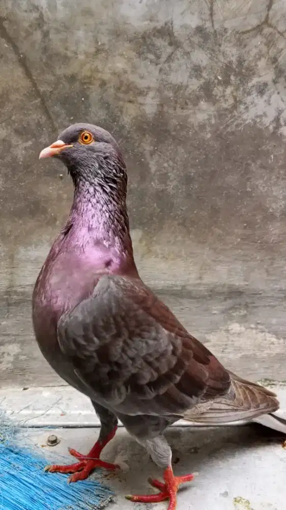 Merpati kolongan bebas