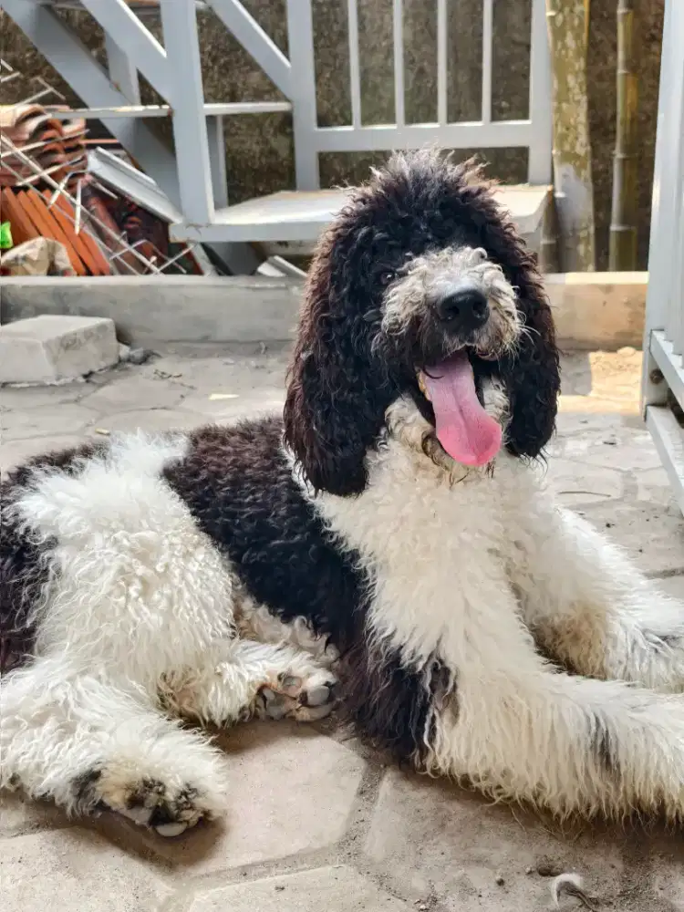 Giant poodle jantan bogor