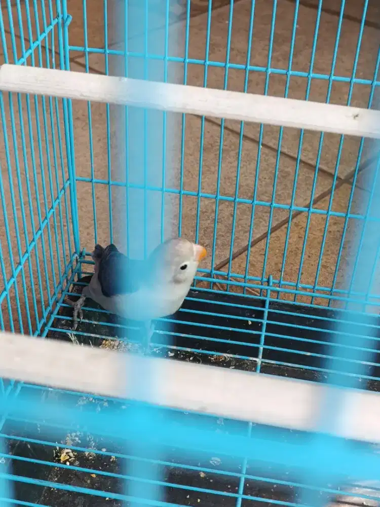 Lb biru anakan umur 1bulanan