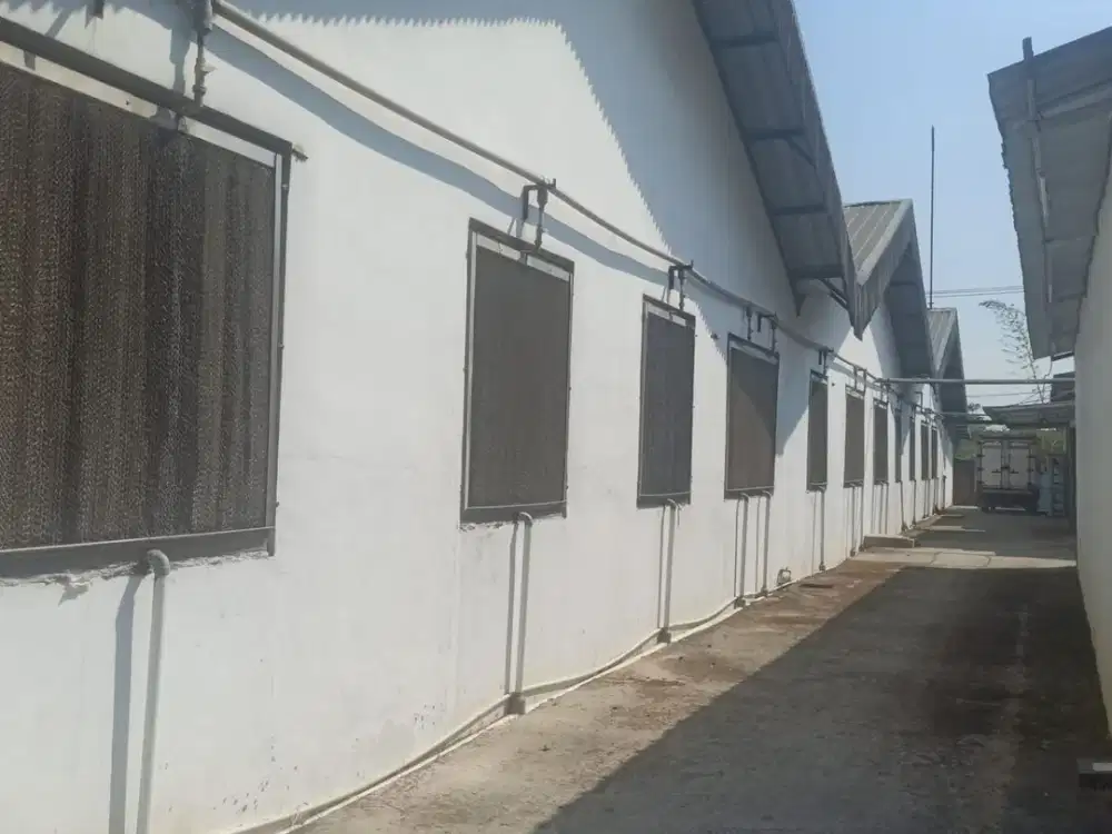 Dijual pabrilk kima aktif di majalengka