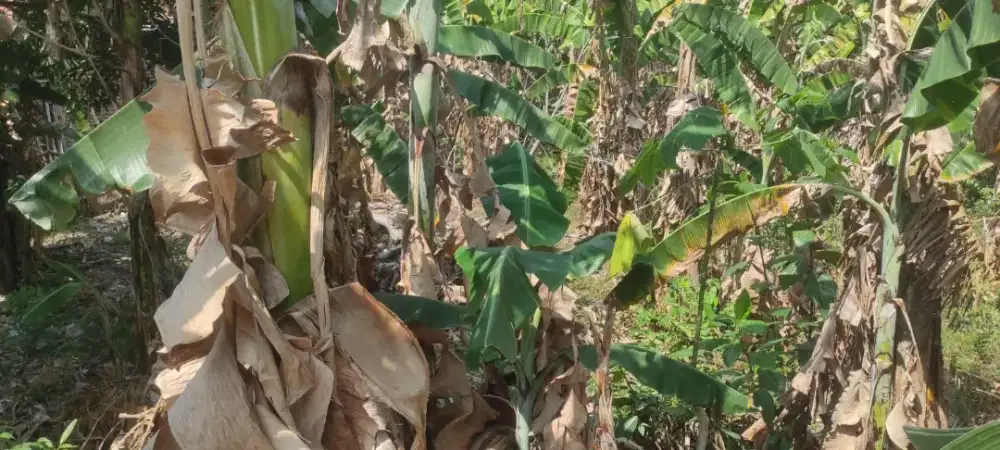 Dijual kebun daerah Cokromenggalan Ponorogo