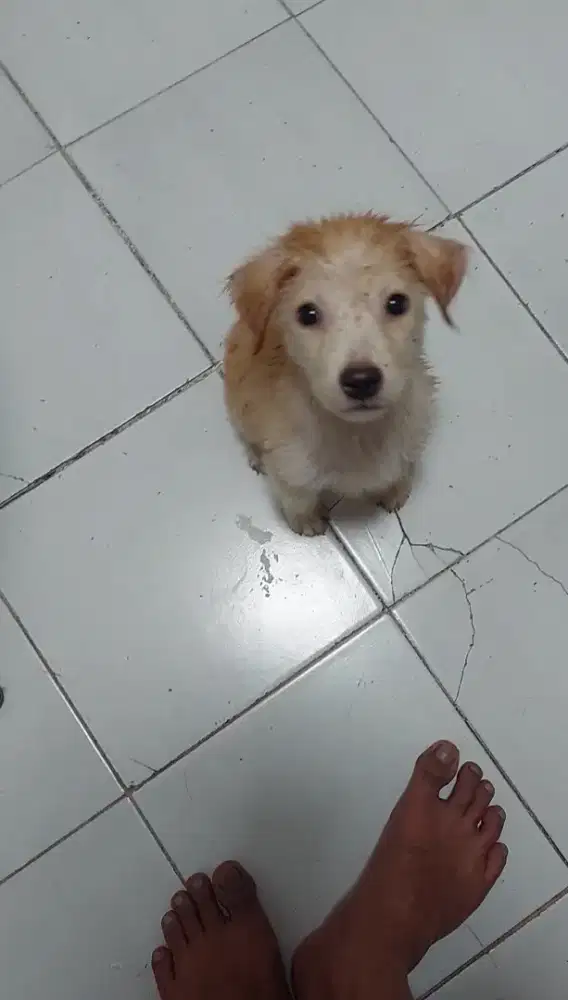 Golden retriever mix kampung