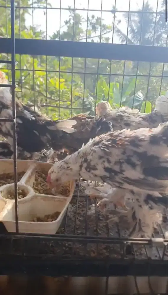 Jual Ayam Kate Turki/ Ayam Ispenc/ Ispenc Tavuk