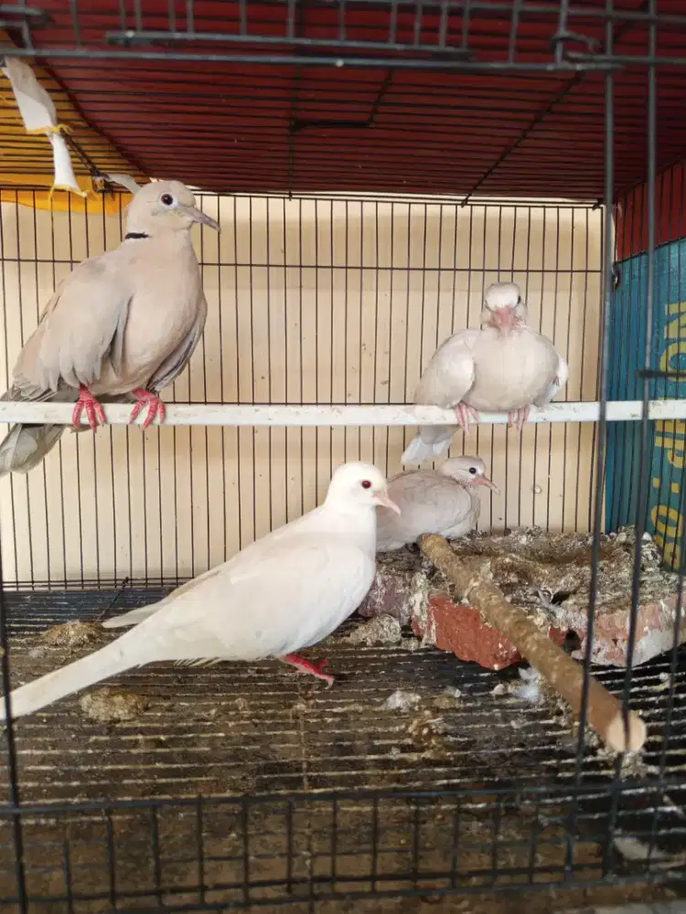 Puter Pelung Indukan produk