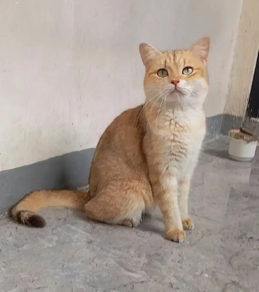 BRITISH SHORTHAIR/BSH GOLDEN