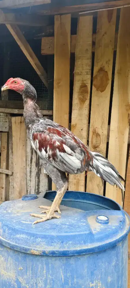 Ayam siam muda ..