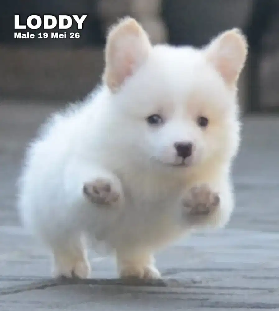 Pembroke welsh corgi jantan •LODDY•