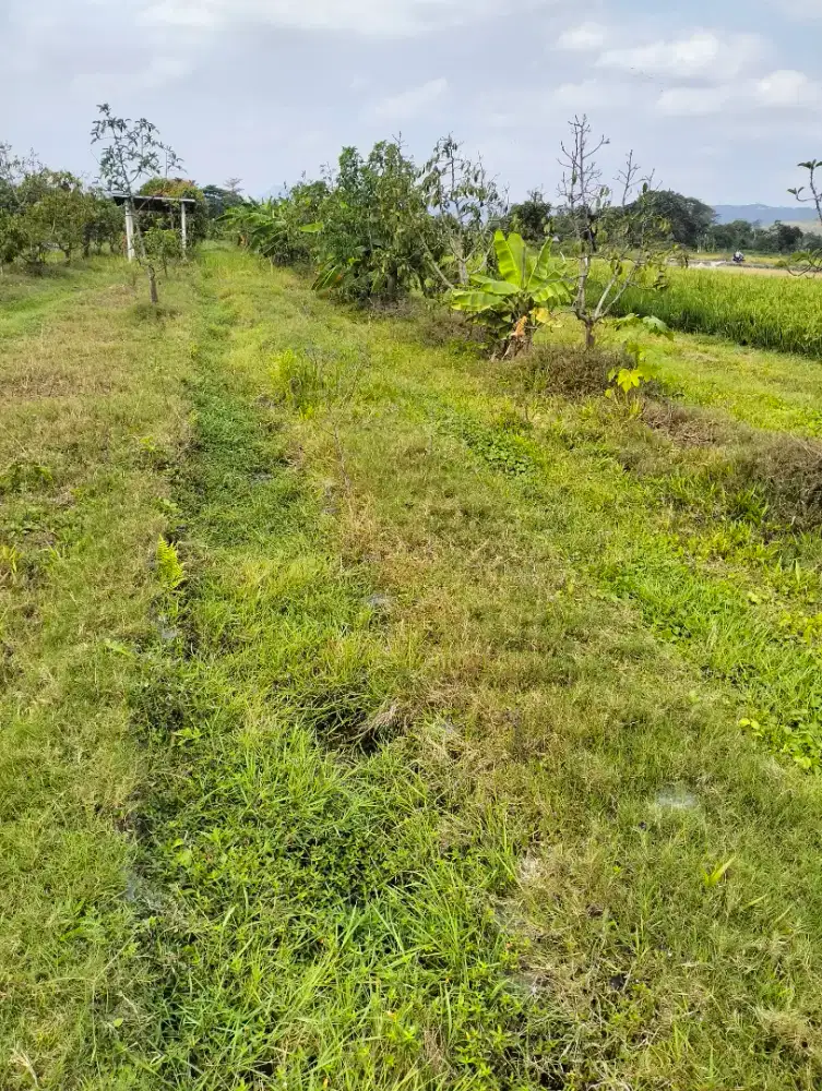 Tanah persawahan dijual