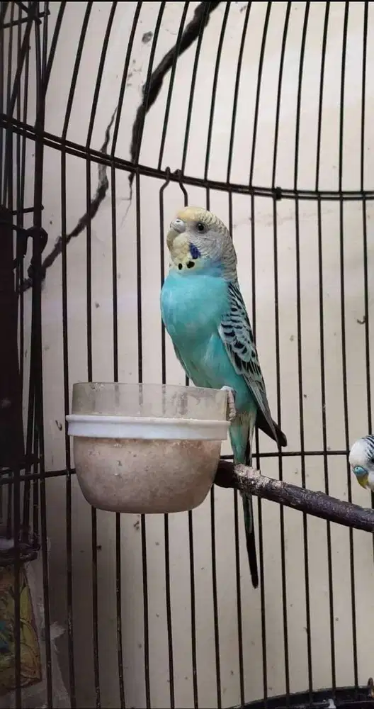Burung Parkit lokal