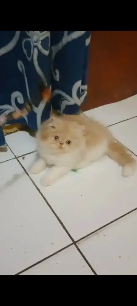 Kucing Persia Flatnose Cream White Jantan