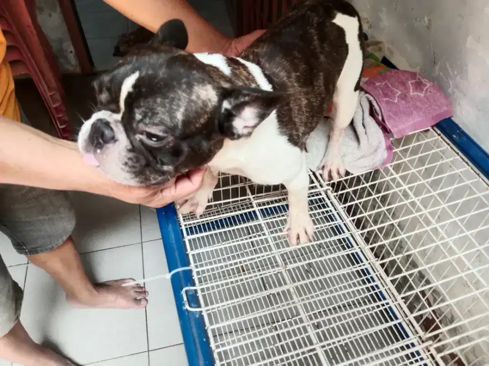 Anjing frac bulldog btn stb  3.5 tahun