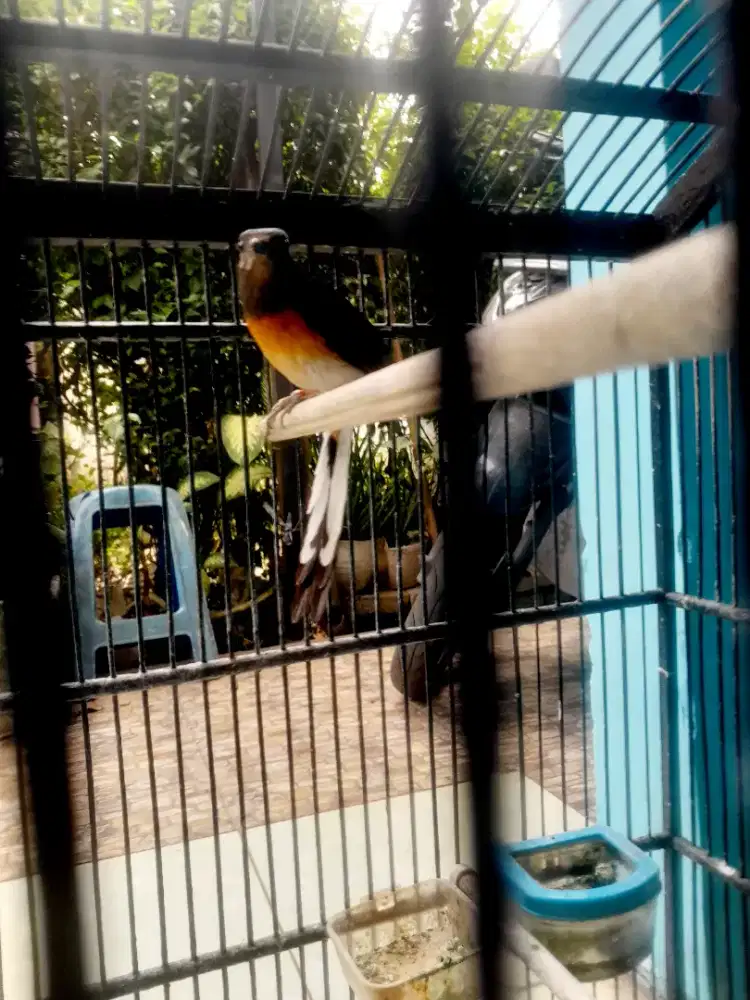 murai betina rajin bunyi