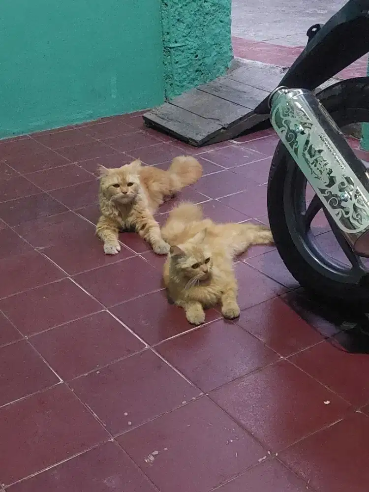 Free adopt duo oyen cantik