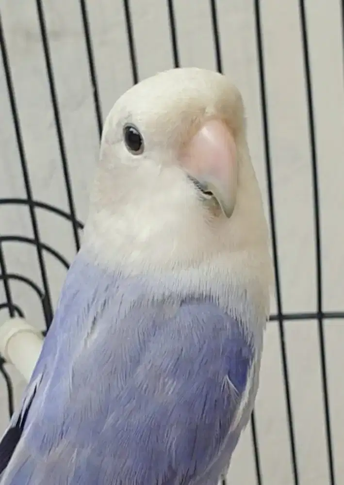 Lovebird nonklep opaline violet