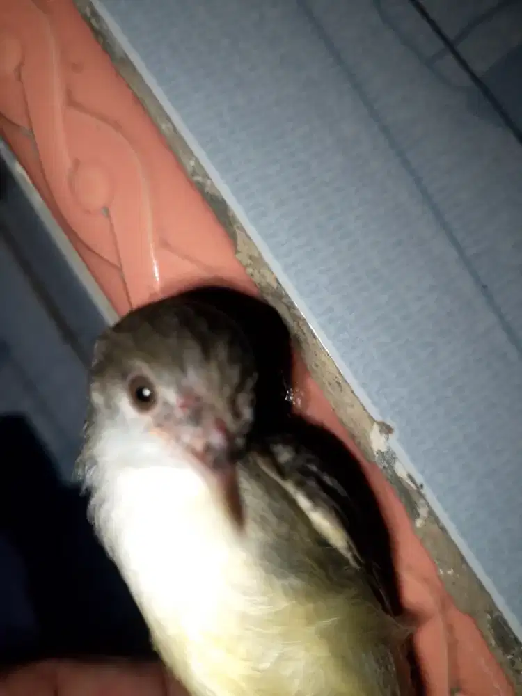 Burung ciblek semi net burja 200 RB rupiah