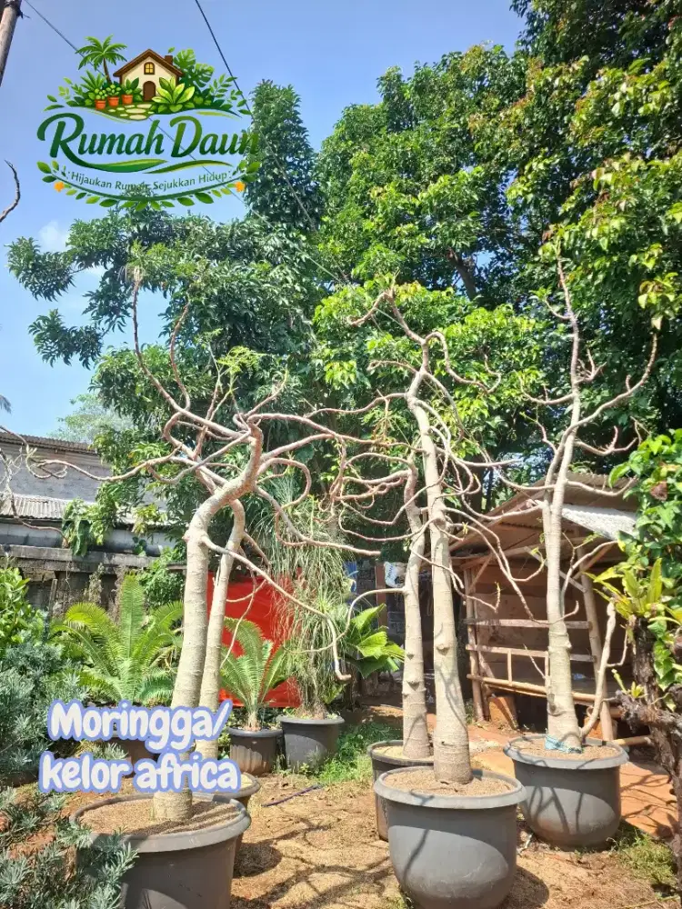 Pohon pelindung moringa oleifera/tanaman hias kelor afrika