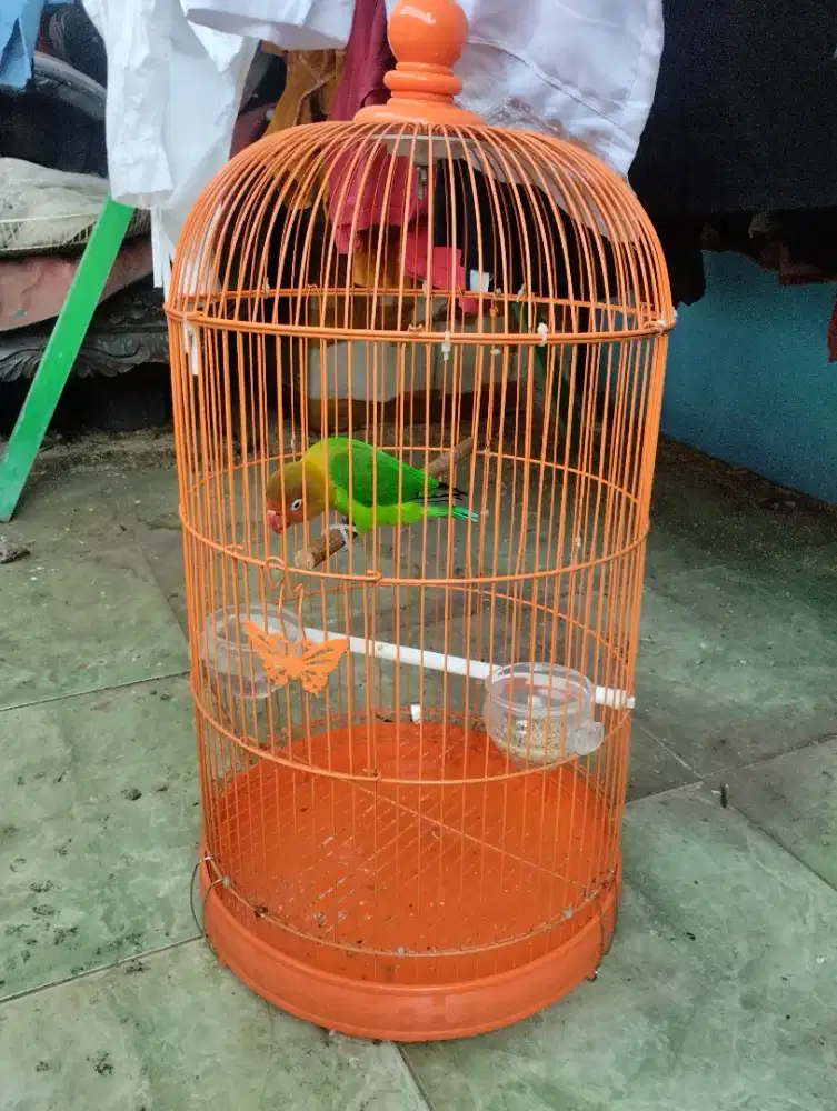 BURUNG LOVEBIRD