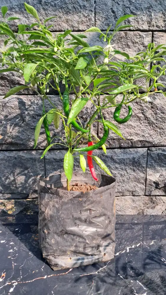 pohon CABAI sudah BERBUAH
