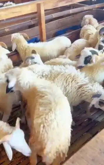 25 ekor bakalan domba tanduk jantan 6 bln siap penggemukan qurban 2027