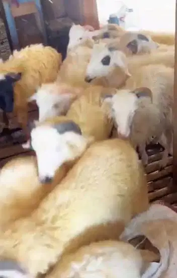 25 ekor bakalan domba jantan 6 bulanan siap ternak penggemukan qurban