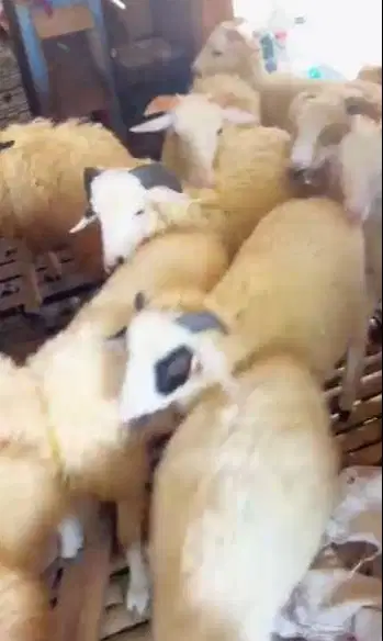25 ekor bakalan domba jantan 6 bulanan siap ternak penggemukan qurban