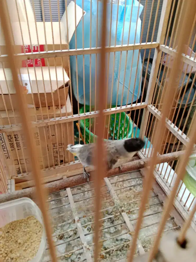 Kutilang anakan mandiri