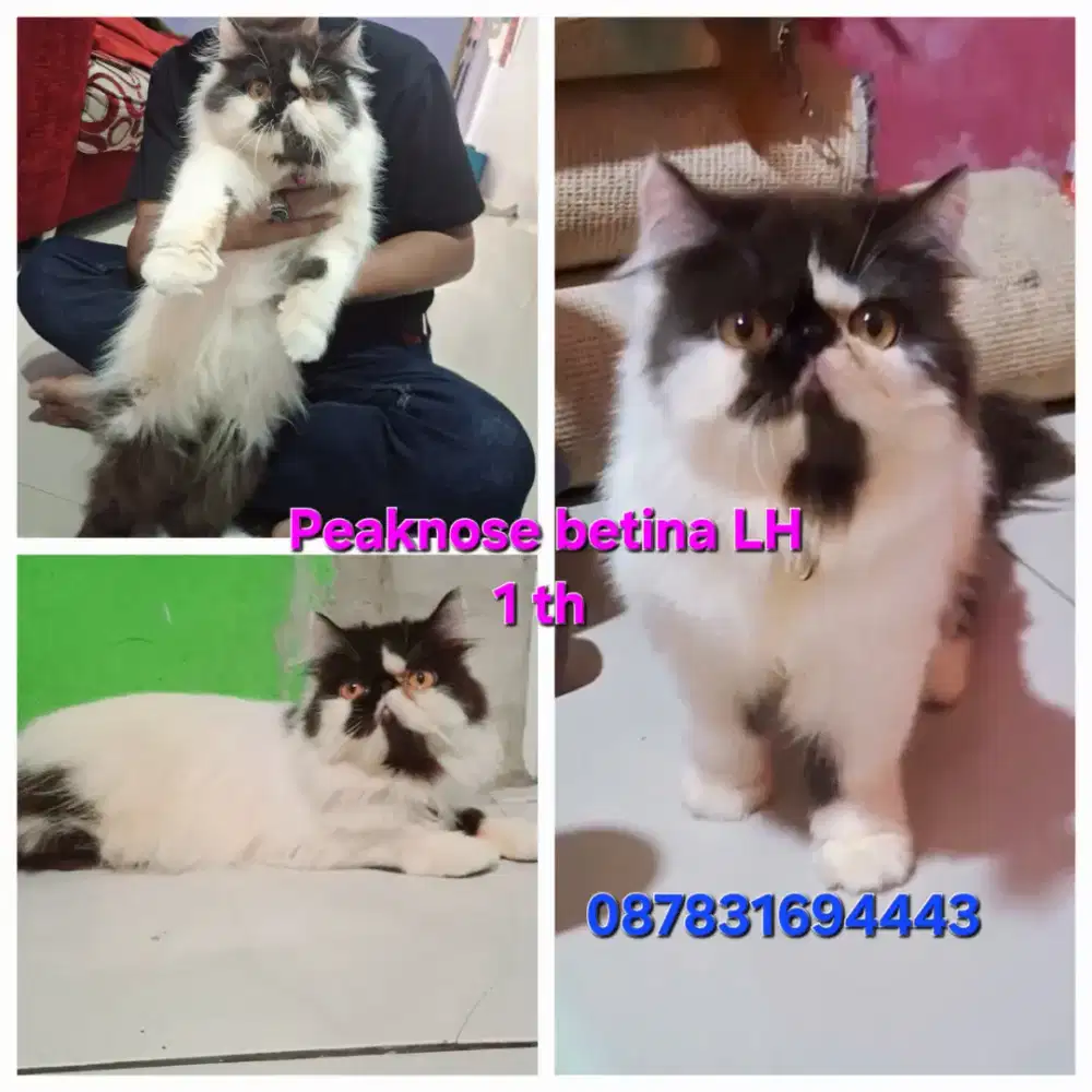 Peaknose LH Betina 1th
