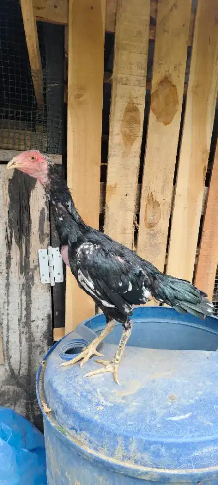 Ayam betina .. ..
